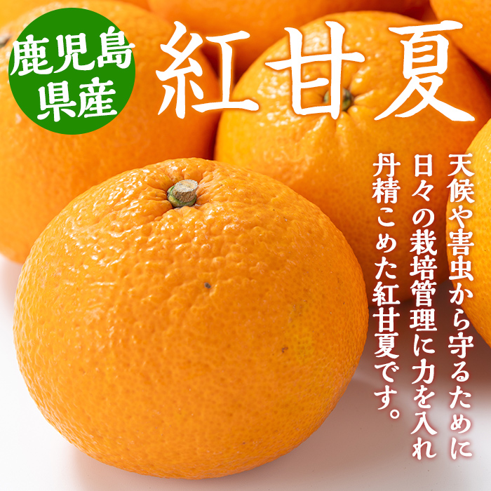 i047 ≪2026年2月中旬～5月中旬の間に発送≫紅甘夏(約10kg) みかん ミカン 蜜柑 果物 くだもの フルーツ 柑橘 10kg 国産 おやつ 旬 【JA鹿児島いずみ(果実課)】