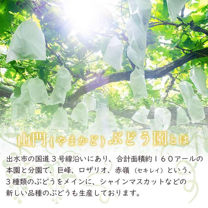 i1016 【年内発送】≪数量・期間限定≫赤嶺(セキレイ) (計約1kg) ぶどう グレープ 果物 くだもの フルーツ 葡萄 旬 糖度 上品な甘さ 歯ごたえ 冷蔵 【山門ぶどう園】