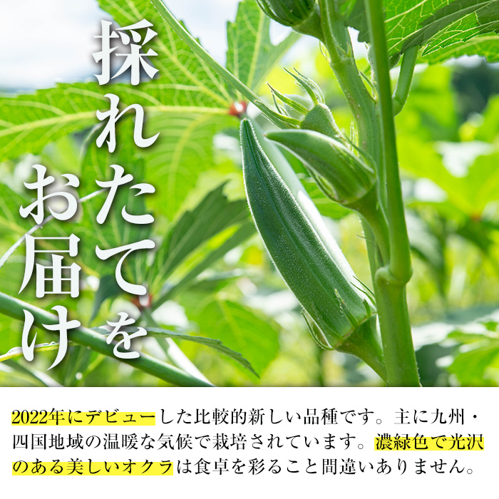 i1216-A ≪先行予約受付中！2026年7月下旬～10月下旬の間に発送予定≫いずみ産 オクラ 新たな品種・ジュピター(600g) オクラ おくら 野菜 夏野菜 サラダ おひたし 天ぷら 炒め物 新品種 【イーサイドライン】