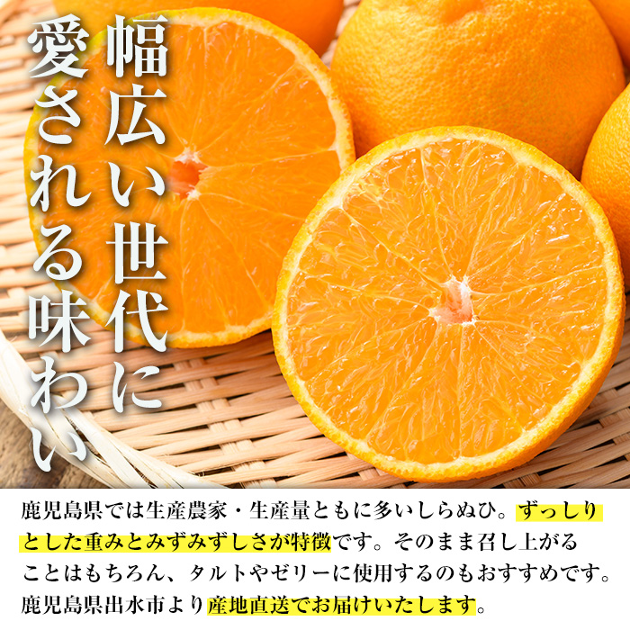 i1339 ≪数量・期間限定≫いずみ産 竹ん子山のしらぬひ(約1.5kg) 鹿児島 国産 九州産 しらぬい 不知火 柑橘 くだもの フルーツ 果実 【イーサイドライン】