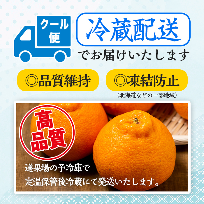i636 ≪先行予約受付中！2026年1月中旬以降順次発送予定≫【冷蔵便】大将季＜無加温＞ (約5kg) 国産 みかん 柑橘 種果物 くだもの フルーツ 旬 糖度抜群 【JA鹿児島いずみ(果実課)】