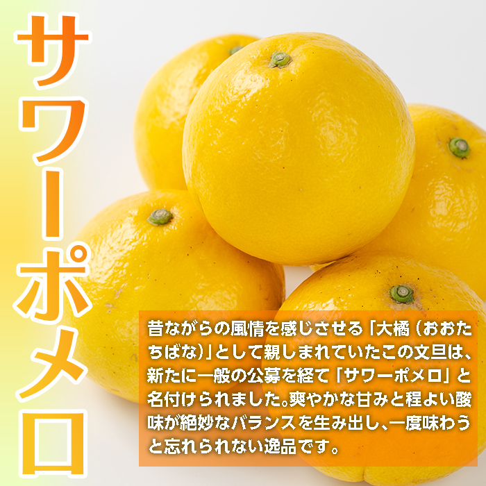 i917 ＜2026年3月上旬～5月下旬の間に発送予定＞＜訳あり＞サワーポメロ(約10kg) 柑橘 サワーポメロ 鹿児島県 国産 果物 フルーツ みかん 文旦 ボンタン 訳あり 【江崎果樹園】