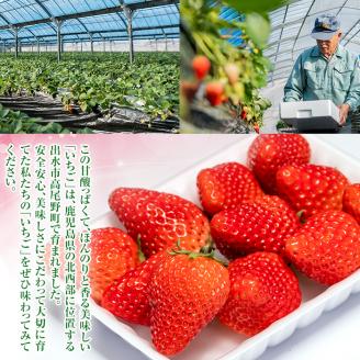 i403 ＜先行予約受付中！2026年1月上旬から4月上旬の間に発送！＞【期間・数量限定】いちご紅ほっぺ(計約1kg・250g×4P) いちご 苺 イチゴ 果物 くだもの フルーツ 旬 甘酸っぱい 紅ほっぺ 鹿児島県産 高尾野産 高床式栽培 【山ん神】
