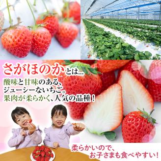 i790 ＜先行予約受付中！2026年1月上旬から4月上旬の間に発送！＞いちご さがほのか(計約1kg・250g×4P) いちご 苺 イチゴ 果物 くだもの フルーツ 旬 さがほのか 鹿児島県産 高尾野産 九州産 【山ん神】