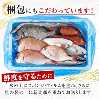 i580 出水の鮮魚おためしBOX(約2～3kg程度・3～6種類) 魚 鮮魚 鹿児島県 出水近海 お寿司 煮付 料理 旬 何が届くかはお楽しみ 【出水はやし】