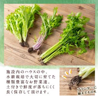 i678-B ＜定期便・計6回(連続月)＞ひかりのお野菜(約10束・5～6種) 野菜 やさい 葉物 旬 定期便 ほうれん草 水菜 チンゲン菜 小松菜 リーフレタス ルッコラ 水耕栽培 ミックスリーフ 山東白菜 何が届くかはお楽しみ 【ひかりの郷】