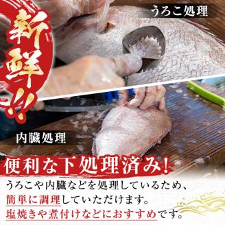 i861＜下処理済・加熱用＞おまかせ鮮魚BOX(約2～3kg程度・3～6種類) 魚 鮮魚 下処理済み 鹿児島県 出水近海 煮付 料理 旬 何が届くかはお楽しみ 【出水はやし】