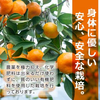 i899 ≪数量限定≫温州みかんジュース(計10本) 国産 ミカン 蜜柑 みかん 温州みかん 柑橘 果汁100% ストレート 果物 くだもの フルーツ ジュース 【眞鍋果樹園】