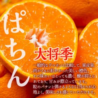 i523 ≪先行予約受付中！2026年3月上旬より順次発送予定≫鹿児島県出水市特産！＜露地栽培＞大将季(約5kg・18～20玉) 大将季 柑橘 くだもの 鹿児島県 みかん フルーツ 旬 露地栽場 【JA鹿児島いずみ(果実課)】