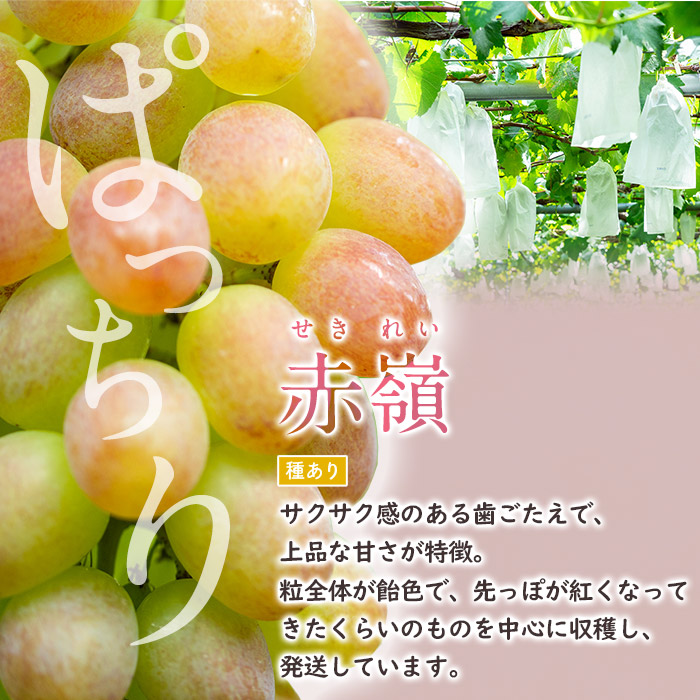 i1016 【年内発送】≪数量・期間限定≫赤嶺(セキレイ) (計約1kg) ぶどう グレープ 果物 くだもの フルーツ 葡萄 旬 糖度 上品な甘さ 歯ごたえ 冷蔵 【山門ぶどう園】