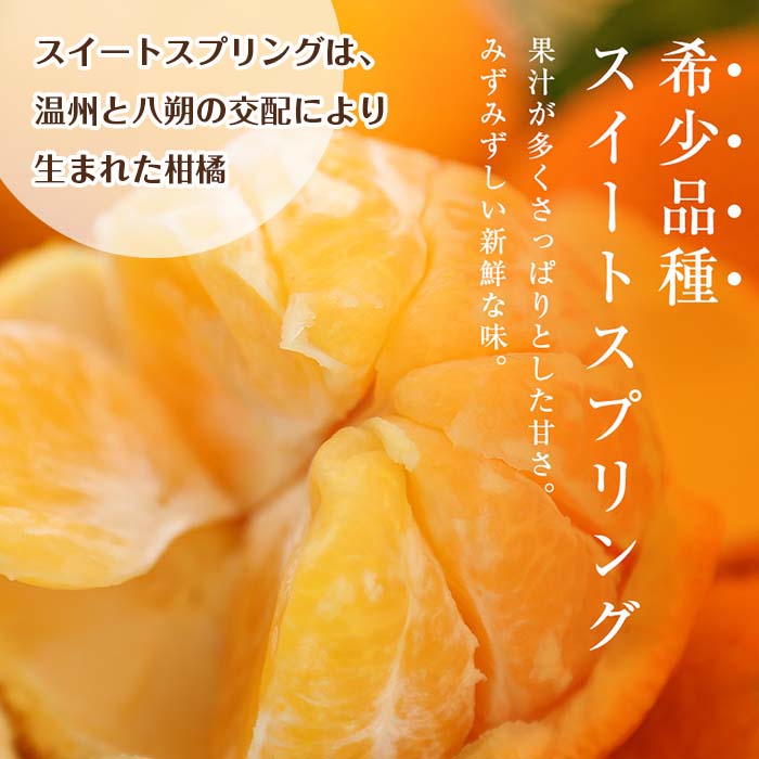 i1067-A ＜2025年12月下旬～2月下旬の間に発送予定＞ ＜数量・期間限定＞ 《傷ありのため訳あり》 スイートスプリング (約5kg) 鹿児島県産 みかん スイートスプリング 柑橘 果物 くだもの フルーツ 旬 ミカン オレンジ 数量限定 期間限定  【江崎果樹園】