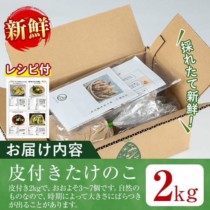 i230 ≪数量限定！先行予約受付中！2026年3月下旬～4月中旬の間に発送≫鹿児島県出水市産！たけのこ＜皮付き2kg＞ たけのこ 筍 タケノコ 国産 皮付き 野菜 旬 新鮮 採りたて 煮物 味噌汁 炊き込みご飯 【シンタク】