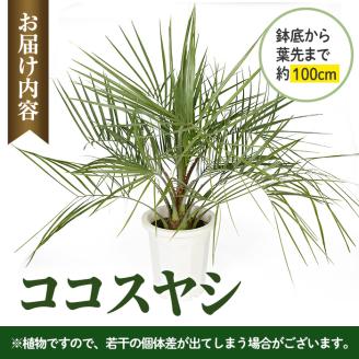 i906 ＜毎月数量限定＞ココスヤシ(鉢底より高さ約100cm) 植物 観葉植物 ココスヤシ 国内産 インテリア グリーン 自然 緑 ギフト 贈り物 数量限定 【kurk PLANT LEATHER】