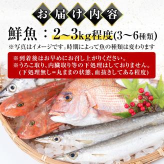i580 出水の鮮魚おためしBOX(約2～3kg程度・3～6種類) 魚 鮮魚 鹿児島県 出水近海 お寿司 煮付 料理 旬 何が届くかはお楽しみ 【出水はやし】