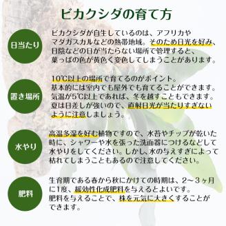 i620 ビカクシダ板付け(コルク)オシャレな観葉植物コウモリラン！【kurk PLANT LEATHER】