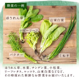 i678-B ＜定期便・計6回(連続月)＞ひかりのお野菜(約10束・5～6種) 野菜 やさい 葉物 旬 定期便 ほうれん草 水菜 チンゲン菜 小松菜 リーフレタス ルッコラ 水耕栽培 ミックスリーフ 山東白菜 何が届くかはお楽しみ 【ひかりの郷】