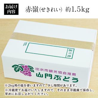 i213 【年内発送】≪数量・期間限定≫赤嶺(セキレイ) (計約1.5kg) ぶどう グレープ 果物 くだもの フルーツ 葡萄 旬 糖度 上品な甘さ 歯ごたえ 冷蔵 【山門ぶどう園】