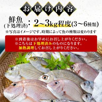 i861＜下処理済・加熱用＞おまかせ鮮魚BOX(約2～3kg程度・3～6種類) 魚 鮮魚 下処理済み 鹿児島県 出水近海 煮付 料理 旬 何が届くかはお楽しみ 【出水はやし】