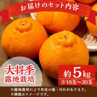 i523 ≪先行予約受付中！2026年3月上旬より順次発送予定≫鹿児島県出水市特産！＜露地栽培＞大将季(約5kg・18～20玉) 大将季 柑橘 くだもの 鹿児島県 みかん フルーツ 旬 露地栽場 【JA鹿児島いずみ(果実課)】
