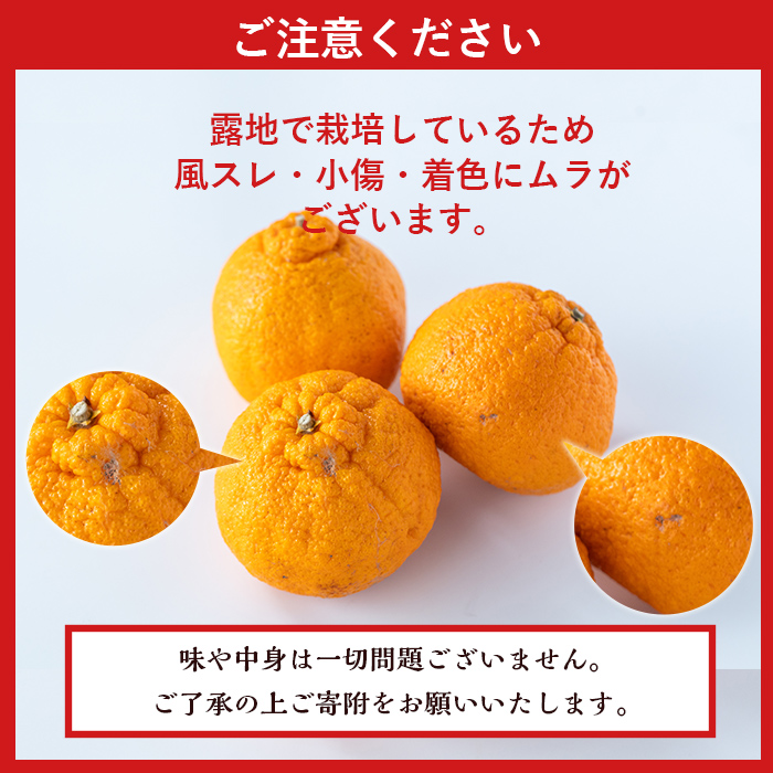 i084 ≪先行予約受付中！2026年3月上旬から順次発送≫鹿児島県産！デコポン(約5kg・L~4Lサイズ 15~24玉) 国産 みかん 柑橘 種なし 果物 くだもの フルーツ 旬 露地裁場 【JA鹿児島いずみ(果実課)】