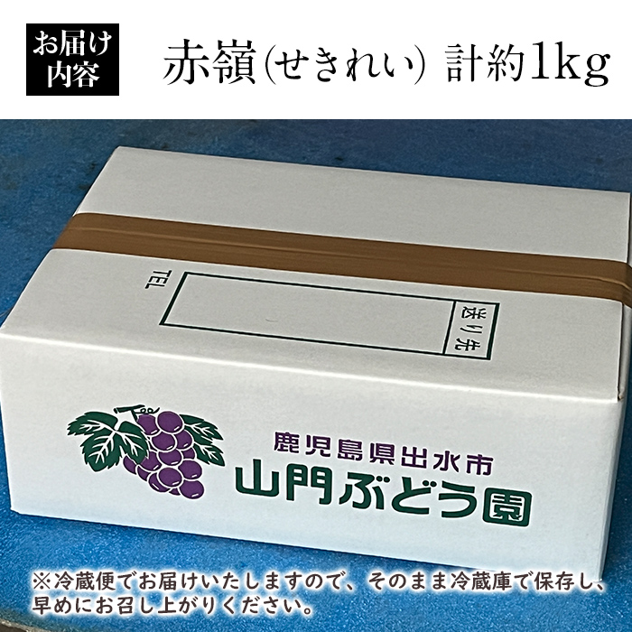i1016 【年内発送】≪数量・期間限定≫赤嶺(セキレイ) (計約1kg) ぶどう グレープ 果物 くだもの フルーツ 葡萄 旬 糖度 上品な甘さ 歯ごたえ 冷蔵 【山門ぶどう園】