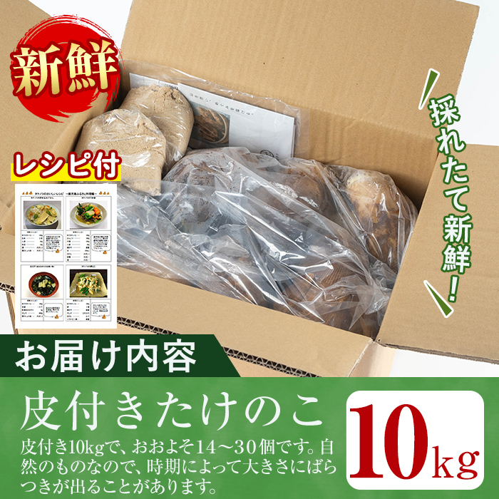 i365 ≪数量限定！先行予約受付中！2026年4月上旬～4月中旬の間に発送予定≫鹿児島県出水市産！タケノコ＜皮付き10kg＞ たけのこ 筍 タケノコ 国産 皮付き 野菜 旬 新鮮 採りたて 煮物 味噌汁 炊き込みご飯 【シンタク】