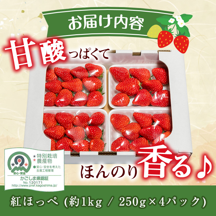 i403 ＜先行予約受付中！2026年1月上旬から4月上旬の間に発送！＞【期間・数量限定】いちご紅ほっぺ(計約1kg・250g×4P) いちご 苺 イチゴ 果物 くだもの フルーツ 旬 甘酸っぱい 紅ほっぺ 鹿児島県産 高尾野産 高床式栽培 【山ん神】