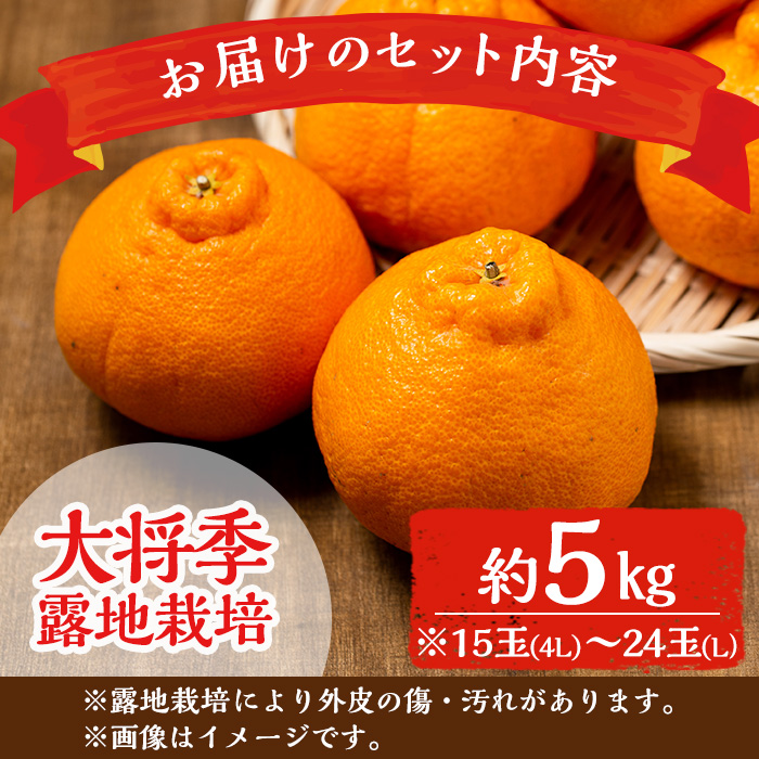 i523 ≪先行予約受付中！2026年3月上旬より順次発送予定≫鹿児島県出水市特産！＜露地栽培＞大将季(約5kg・15～24玉) 大将季 柑橘 くだもの 鹿児島県 みかん フルーツ 旬 露地栽場 【JA鹿児島いずみ(果実課)】