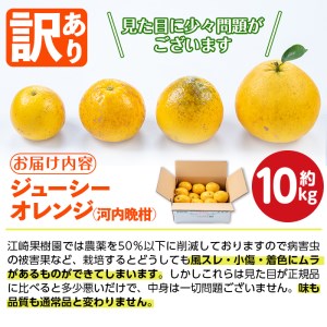 i604 ＜2026年4月下旬～5月下旬の間に発送予定＞＜訳あり＞河内晩柑 (約10kg) 鹿児島 国産 柑橘 果物 果実 フルーツ 蜜柑 みかん 【江崎果樹園】