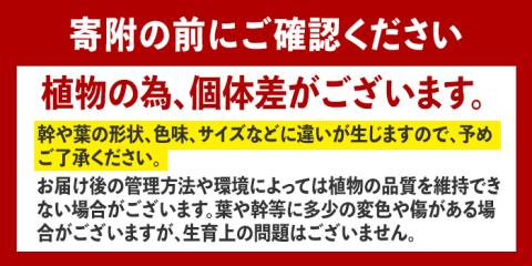 i906 ＜毎月数量限定＞ココスヤシ(鉢底より高さ約100cm) 植物 観葉植物 ココスヤシ 国内産 インテリア グリーン 自然 緑 ギフト 贈り物 数量限定 【kurk PLANT LEATHER】