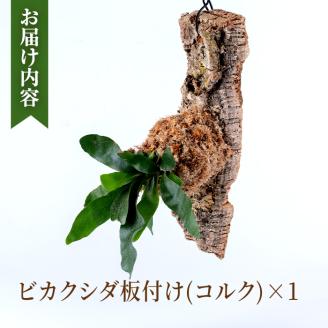 i620 ビカクシダ板付け(コルク)オシャレな観葉植物コウモリラン！【kurk PLANT LEATHER】