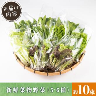 i849 ひかりのお野菜(約10束・5～6種) 国産 野菜 やさい 葉物 旬 ほうれん草 水菜 チンゲン菜 小松菜 リーフレタス ルッコラ 水耕栽培 ミックスリーフ 山東白菜 何が届くかはお楽しみ 【ひかりの郷】