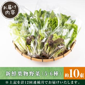 i850 ＜定期便・計12回(連続月)＞ひかりのお野菜(約10束・5～6種) 国産 野菜 やさい 葉物 旬 ほうれん草 水菜 チンゲン菜 小松菜 リーフレタス ルッコラ 水耕栽培 ミックスリーフ 山東白菜 何が届くかはお楽しみ 【ひかりの郷】