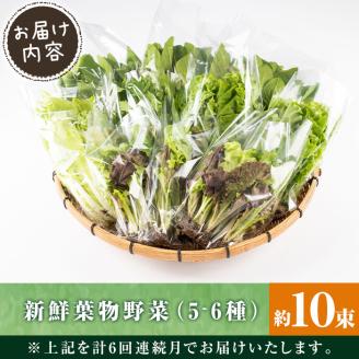 i678-B ＜定期便・計6回(連続月)＞ひかりのお野菜(約10束・5～6種) 野菜 やさい 葉物 旬 定期便 ほうれん草 水菜 チンゲン菜 小松菜 リーフレタス ルッコラ 水耕栽培 ミックスリーフ 山東白菜 何が届くかはお楽しみ 【ひかりの郷】