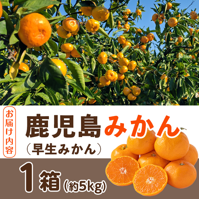 i1069-A ＜数量・期間限定＞鹿児島みかん 早生系 (約5kg) みかん 蜜柑 ミカン 柑橘 早生 果物 フルーツ 果実 国産 鹿児島 数量限定 期間限定 【江崎果樹園】