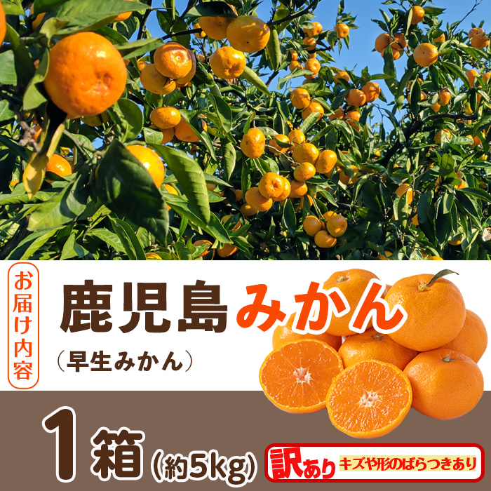 i1069-B ＜数量・期間限定＞《傷ありのため訳あり》鹿児島みかん 早生系 (約5kg) みかん 蜜柑 ミカン 柑橘 早生 果物 フルーツ 果実 国産 鹿児島 訳あり 数量限定 期間限定 【江崎果樹園】