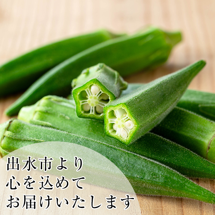 i1216-B ≪先行予約受付中！2026年7月下旬～10月下旬の間に発送予定≫いずみ産 オクラ 新たな品種・ジュピター(1.2kg) オクラ おくら 野菜 夏野菜 サラダ おひたし 天ぷら 炒め物 新品種 【イーサイドライン】