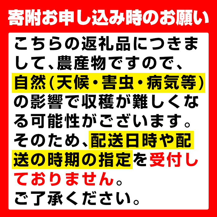i213 【年内発送】≪数量・期間限定≫赤嶺(セキレイ) (計約1.5kg) ぶどう グレープ 果物 くだもの フルーツ 葡萄 旬 糖度 上品な甘さ 歯ごたえ 冷蔵 【山門ぶどう園】