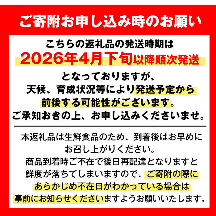 i604 ＜2026年4月下旬～5月下旬の間に発送予定＞＜訳あり＞河内晩柑 (約10kg) 鹿児島 国産 柑橘 果物 果実 フルーツ 蜜柑 みかん 【江崎果樹園】
