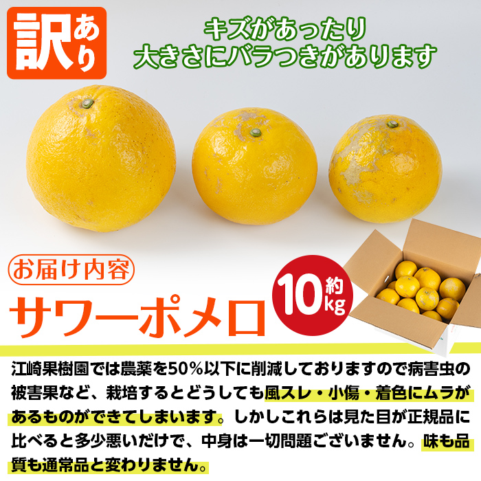 i917 ＜2026年3月上旬～5月下旬の間に発送予定＞＜訳あり＞サワーポメロ(約10kg) 柑橘 サワーポメロ 鹿児島県 国産 果物 フルーツ みかん 文旦 ボンタン 訳あり 【江崎果樹園】