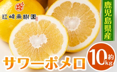 i916 ＜2026年3月上旬～5月下旬の間に発送予定＞サワーポメロ(約10kg) 柑橘 サワーポメロ 鹿児島県 国産 果物 フルーツ みかん 文旦 ボンタン 【江崎果樹園】