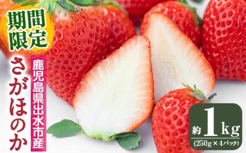 i790 ＜先行予約受付中！2026年1月上旬から4月上旬の間に発送！＞いちご さがほのか(計約1kg・250g×4P) いちご 苺 イチゴ 果物 くだもの フルーツ 旬 さがほのか 鹿児島県産 高尾野産 九州産 【山ん神】