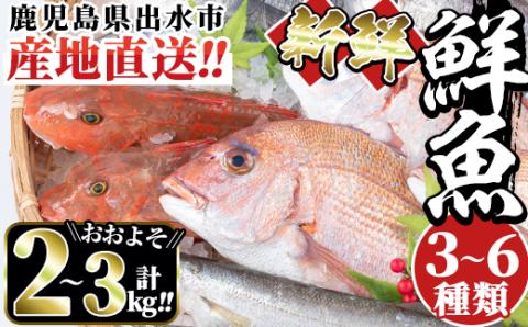 i580 出水の鮮魚おためしBOX(約2～3kg程度・3～6種類) 魚 鮮魚 鹿児島県 出水近海 お寿司 煮付 料理 旬 何が届くかはお楽しみ 【出水はやし】