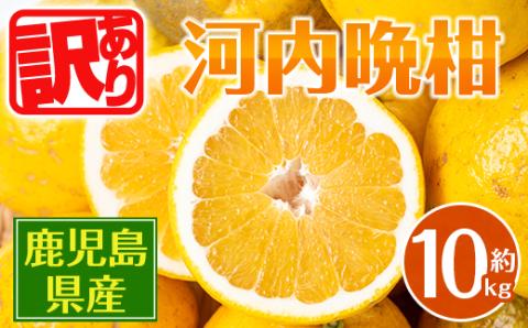 i604 ＜2026年4月下旬～5月下旬の間に発送予定＞＜訳あり＞河内晩柑 (約10kg) 鹿児島 国産 柑橘 果物 果実 フルーツ 蜜柑 みかん 【江崎果樹園】