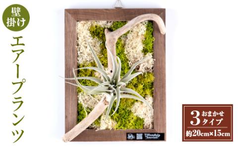 i621 エアープランツフレームタイプ(茶色) エアプランツ 壁かけ フレーム オシャレ グリーン 緑 インテリア ギフト 贈り物 【kurk PLANT LEATHER】