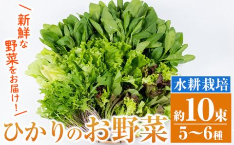 i849 ひかりのお野菜(約10束・5～6種) 国産 野菜 やさい 葉物 旬 ほうれん草 水菜 チンゲン菜 小松菜 リーフレタス ルッコラ 水耕栽培 ミックスリーフ 山東白菜 何が届くかはお楽しみ 【ひかりの郷】