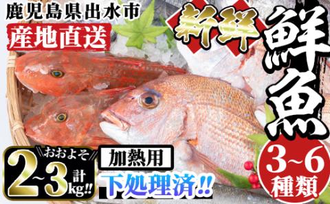 i861＜下処理済・加熱用＞おまかせ鮮魚BOX(約2～3kg程度・3～6種類) 魚 鮮魚 下処理済み 鹿児島県 出水近海 煮付 料理 旬 何が届くかはお楽しみ 【出水はやし】
