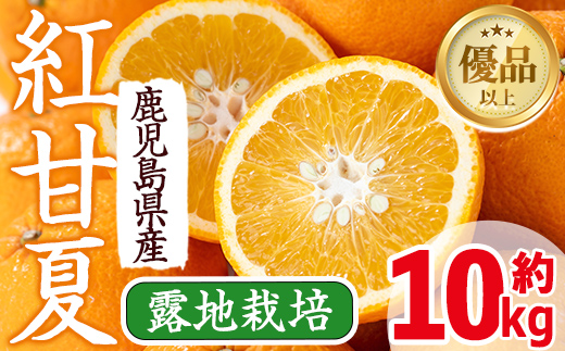 i047 ≪2026年2月中旬～5月中旬の間に発送≫紅甘夏(約10kg) みかん ミカン 蜜柑 果物 くだもの フルーツ 柑橘 10kg 国産 おやつ 旬 【JA鹿児島いずみ(果実課)】
