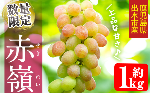 i1016 【年内発送】≪数量・期間限定≫赤嶺(セキレイ) (計約1kg) ぶどう グレープ 果物 くだもの フルーツ 葡萄 旬 糖度 上品な甘さ 歯ごたえ 冷蔵 【山門ぶどう園】