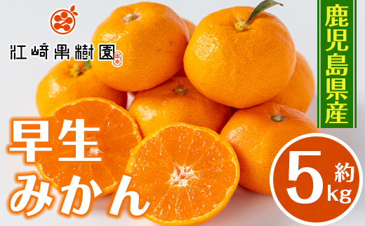 i1069-A ＜数量・期間限定＞鹿児島みかん 早生系 (約5kg) みかん 蜜柑 ミカン 柑橘 早生 果物 フルーツ 果実 国産 鹿児島 数量限定 期間限定 【江崎果樹園】